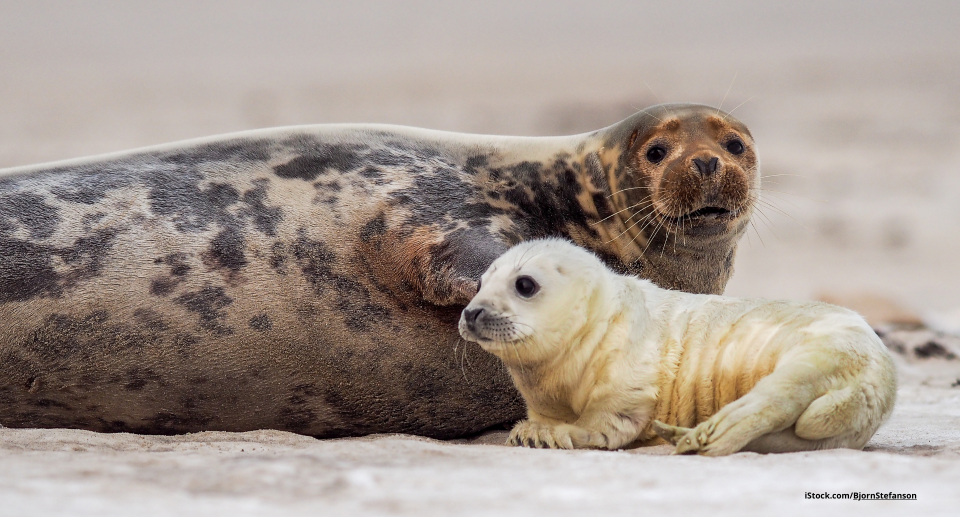 Die Kegelrobbe: Leben zwischen Land und Meer