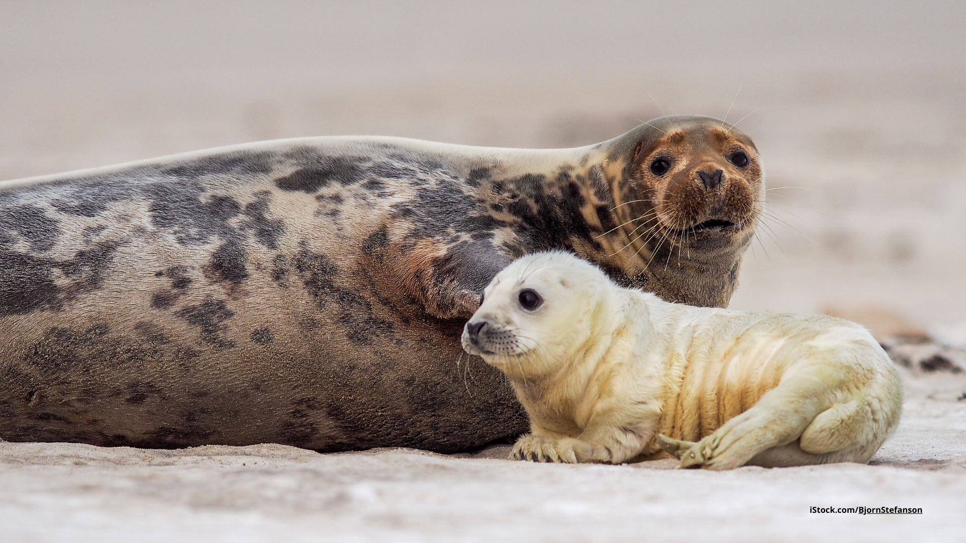 Die Kegelrobbe: Leben zwischen Land und Meer