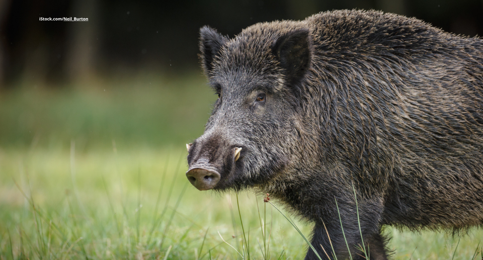 Wildschweine: Meister der Anpassung