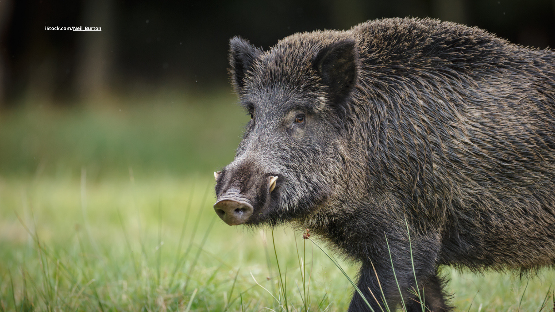 Wildschweine: Meister der Anpassung