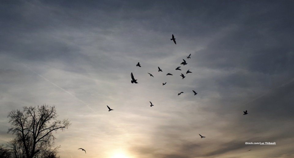 5 Tipps zur Vogelbeobachtung in der Dämmerung