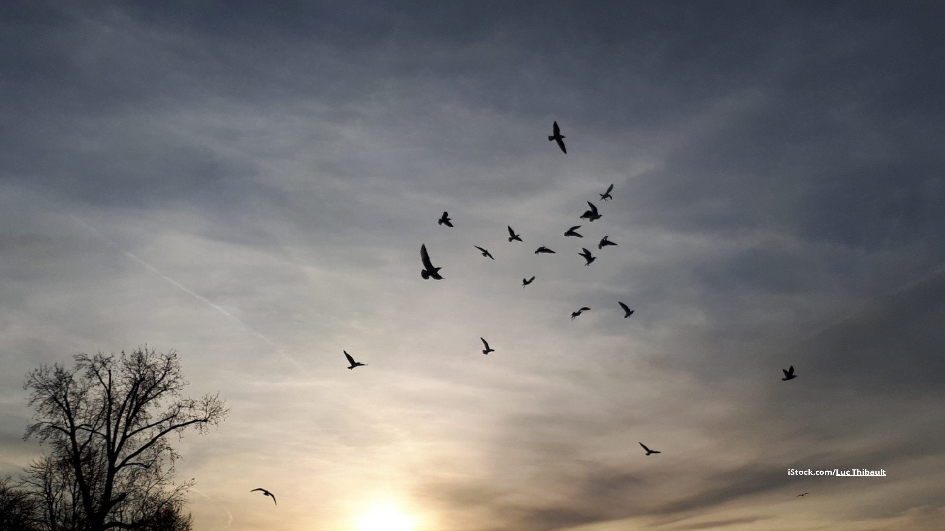 5 Tipps zur Vogelbeobachtung in der Dämmerung