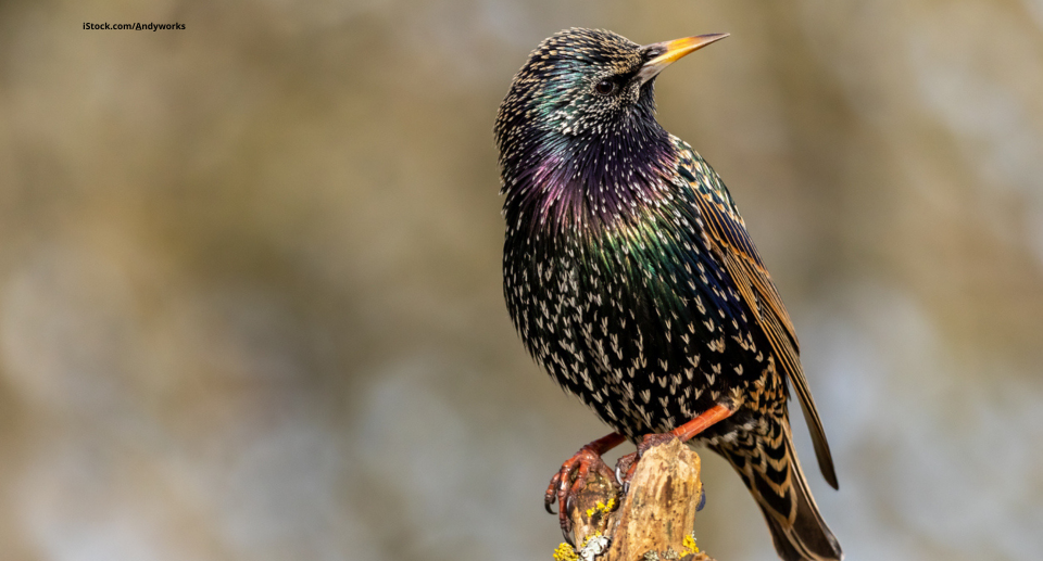 Warum können Stare andere Vögel nachahmen?
