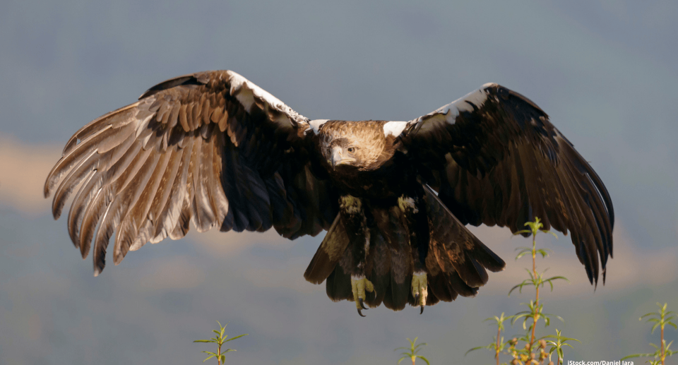 Vogelbeobachtung in Spanien