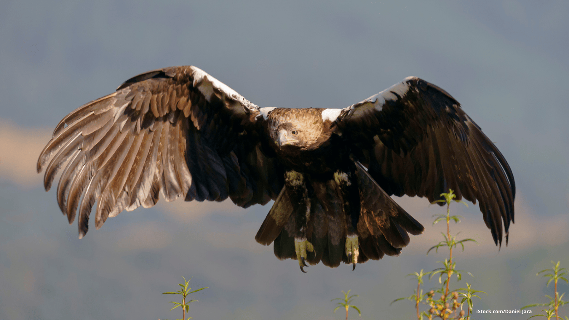 Vogelbeobachtung in Spanien