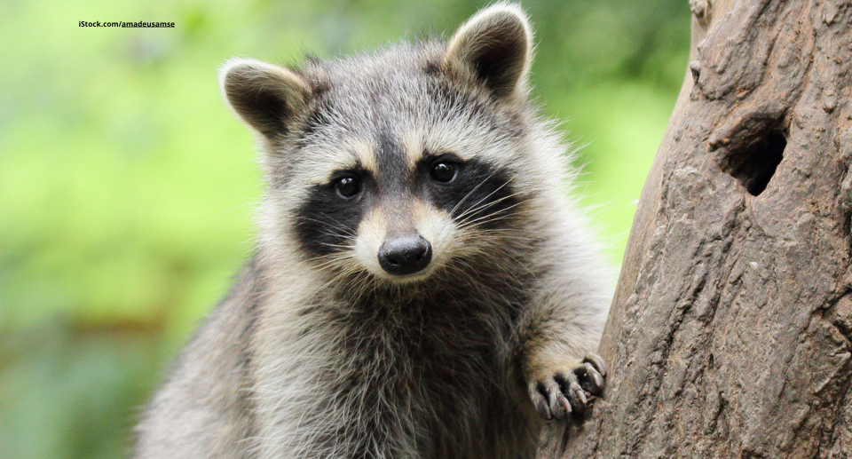 Der Waschbär: Flinker Allesfresser
