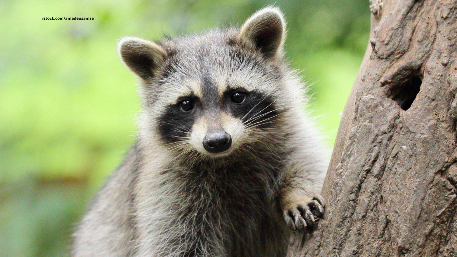 Der Waschbär: Flinker Allesfresser