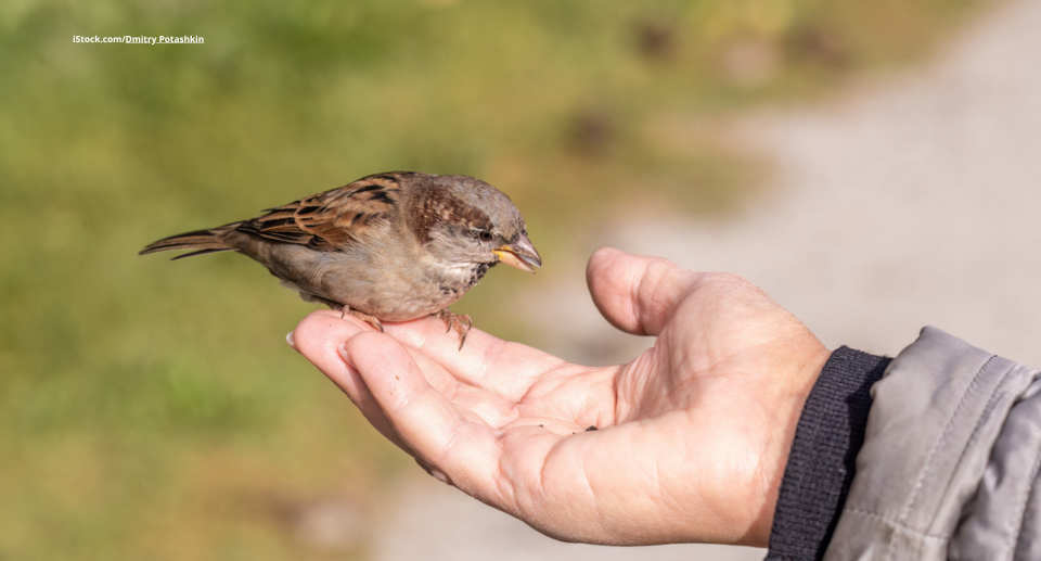 Das Foto zeigt einen Haussperling in der Hand eines Mannes vor einem Feldweg.