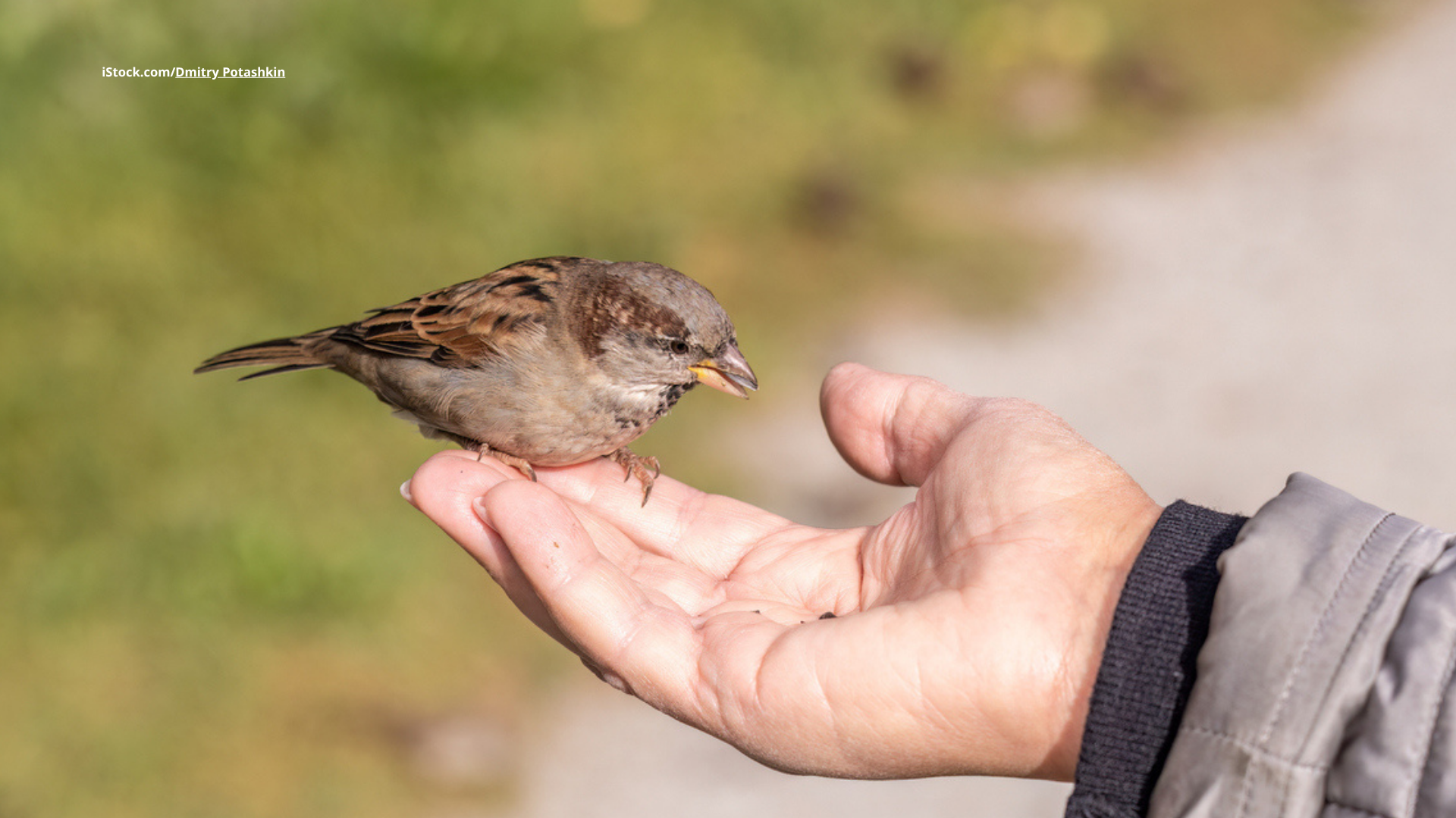 Geflügelte Worte: Redewendungen über Vögel