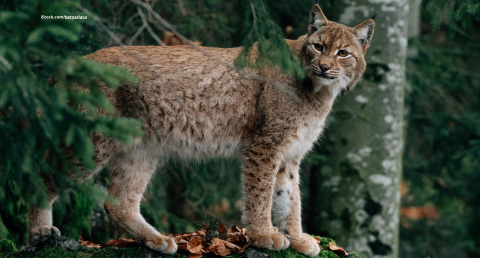 Der Luchs: Stiller Jäger des Waldes