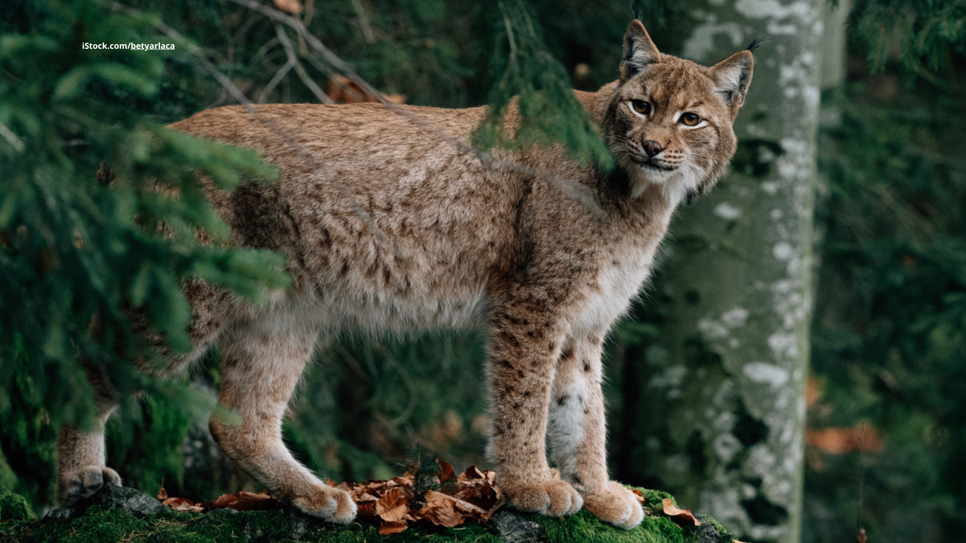 Der Luchs: Stiller Jäger des Waldes