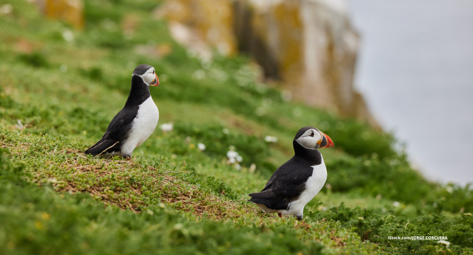 Die 5 besten Hotspot für die Vogelbeobachtung in Irland