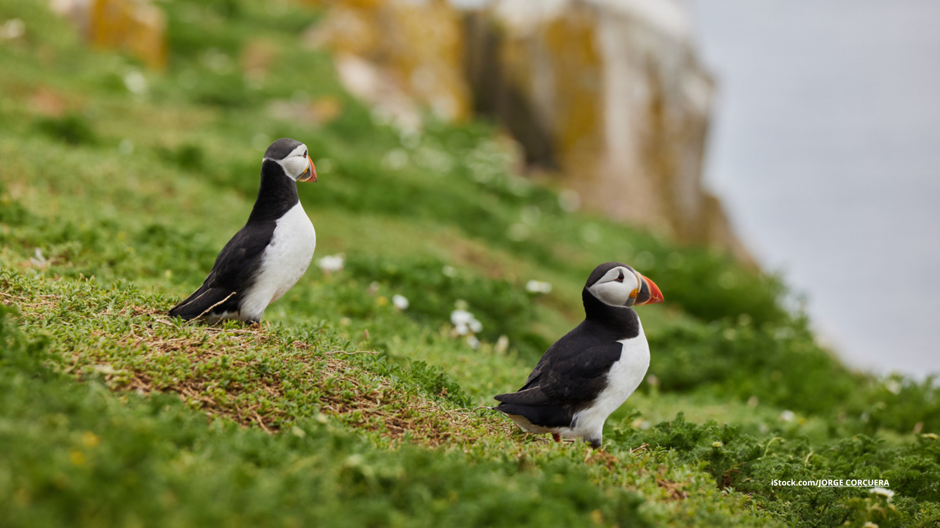Die 5 besten Hotspot für die Vogelbeobachtung in Irland