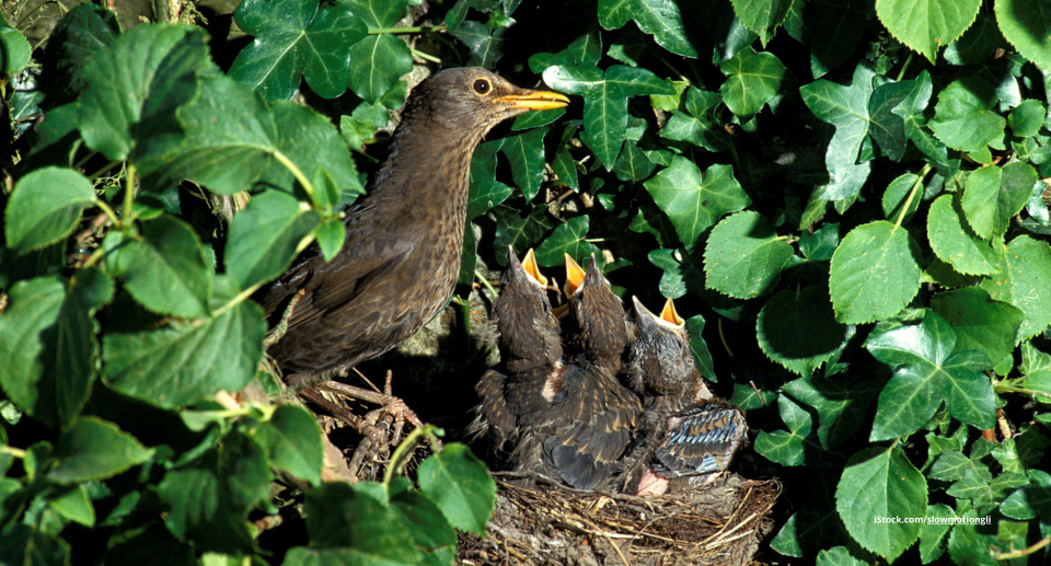 Das Foto zeigt eine Amsel, die ihre Jungen im Nest füttert.