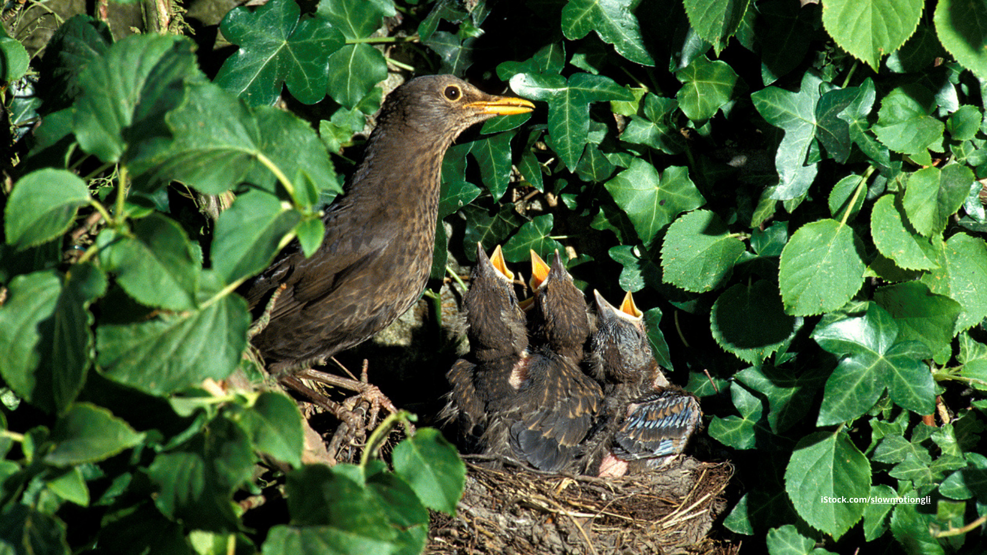 Nesthocker, Nestflüchter & Platzhocker