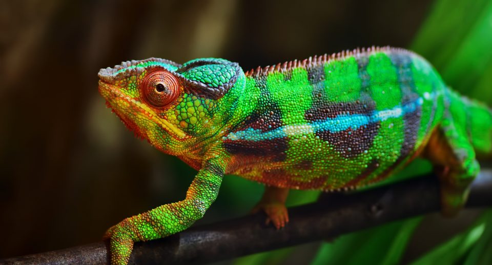 Wie ändern Chamäleons ihre Farbe?