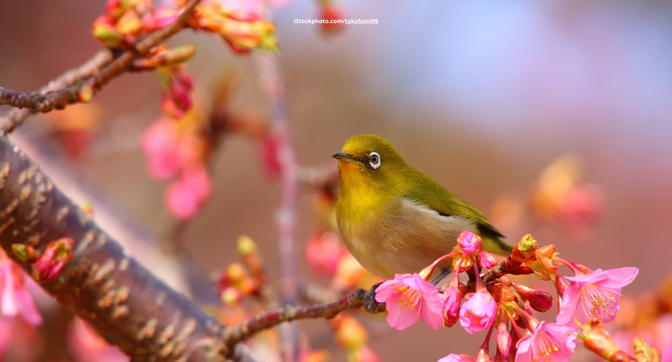 Japans exotische Vogelwelt