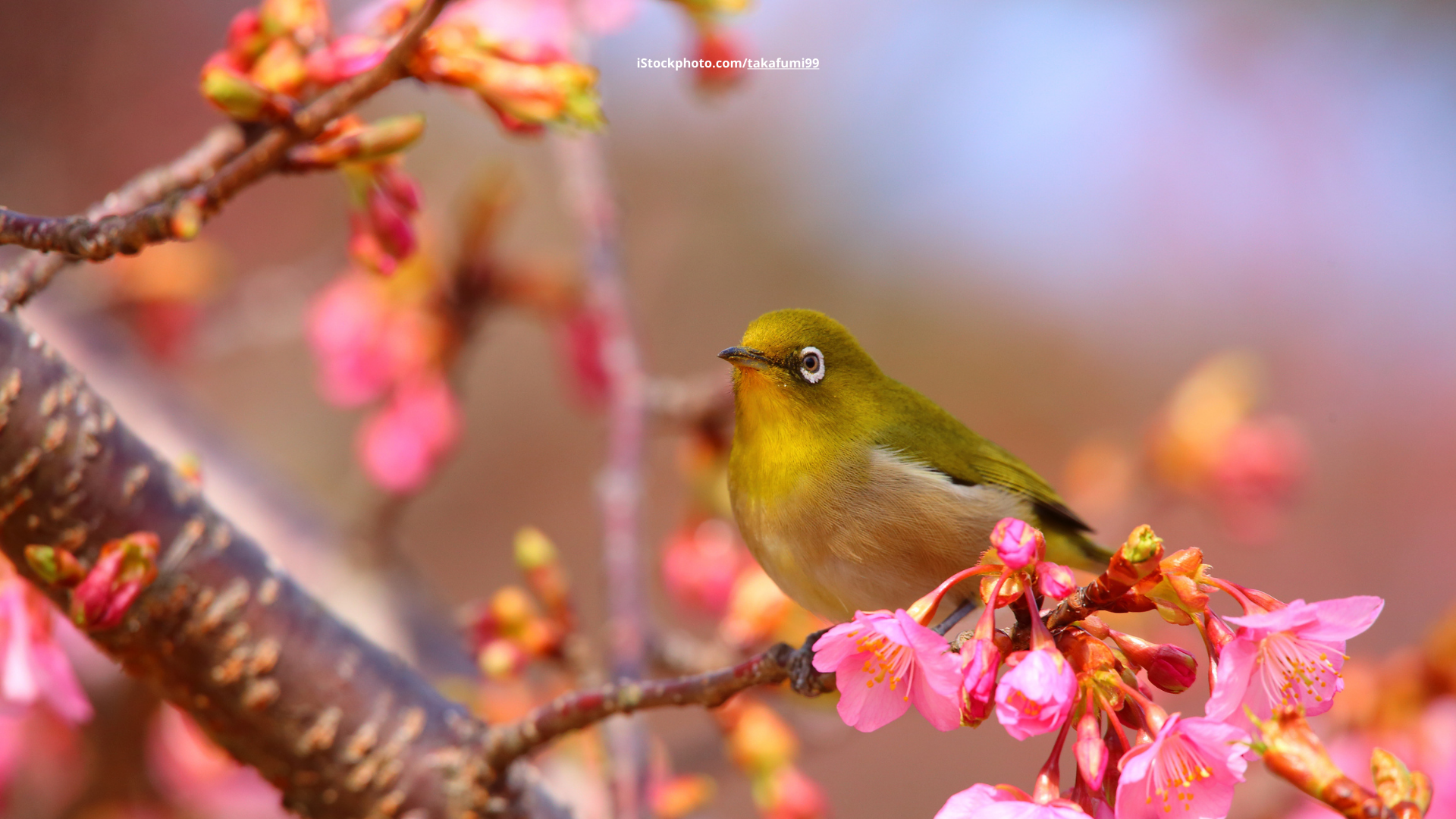 Japans exotische Vogelwelt