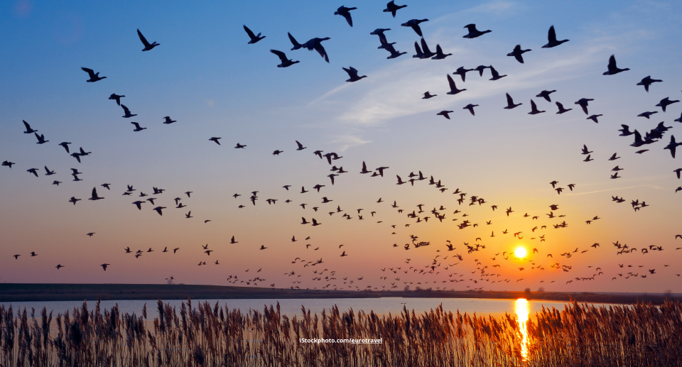 Wie wissen Zugvögel, wann sie aufbrechen müssen?