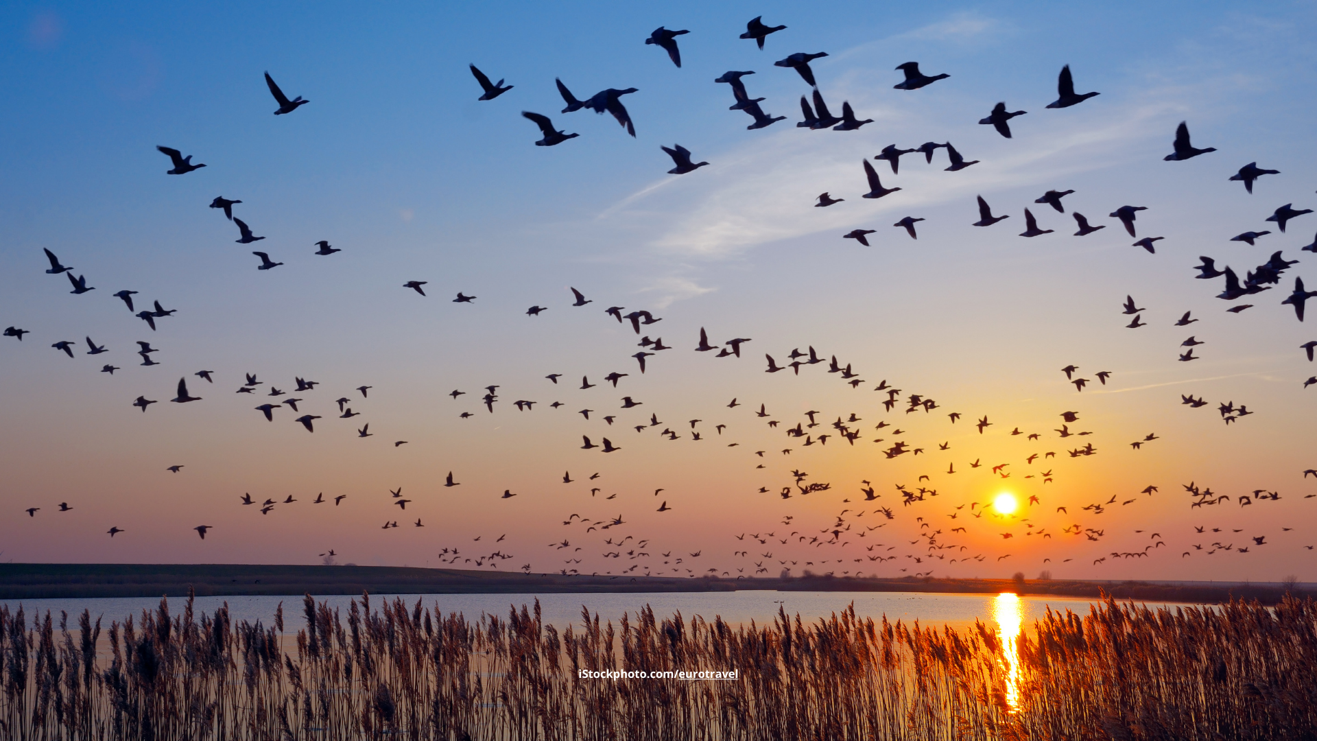 Wie wissen Zugvögel, wann sie aufbrechen müssen?