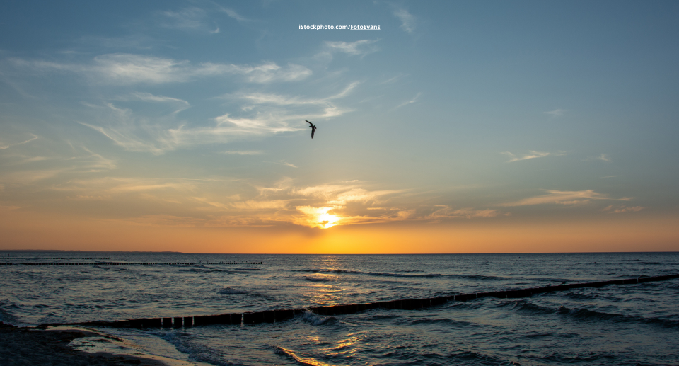 Vogelbeobachtung in der Dämmerung: Das passende Fernglas