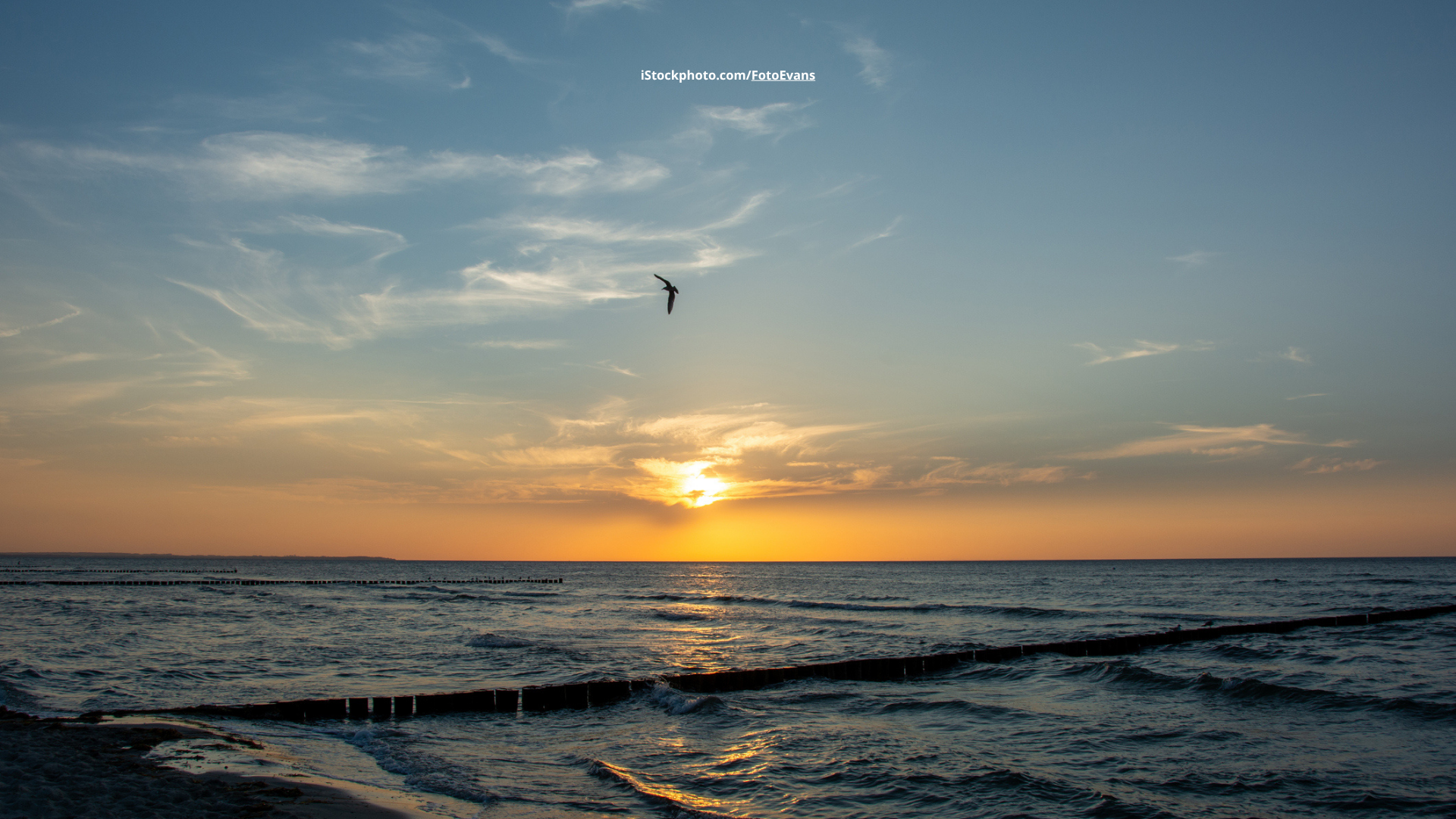 Vogelbeobachtung in der Dämmerung: Das passende Fernglas