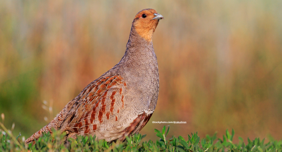 Rebhuhn: Vogel des Jahres 2026