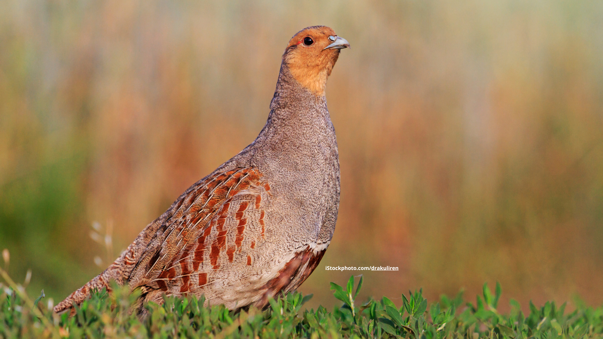 Rebhuhn: Vogel des Jahres 2026