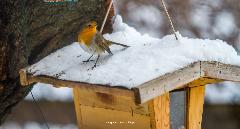 Anleitung: Futterhäuschen selber bauen