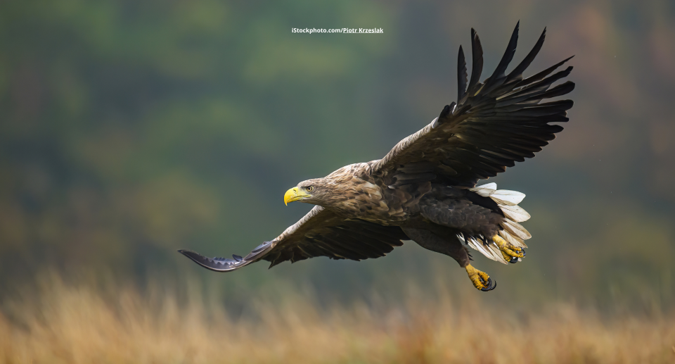 Adler im Überblick: Vielfalt, Lebensräume und Besonderheiten
