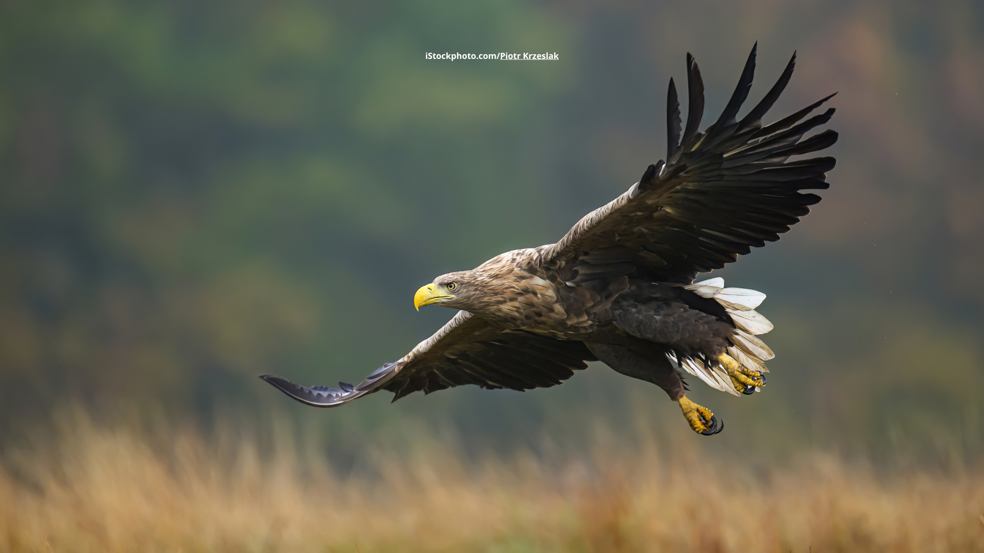 Adler im Überblick: Vielfalt, Lebensräume und Besonderheiten