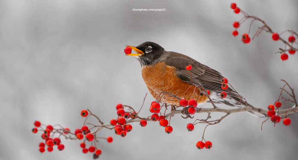 Die faszinierende Vogelwelt Kanadas