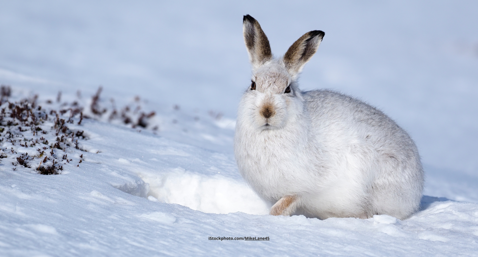 Schneehase: Meister der Tarnung