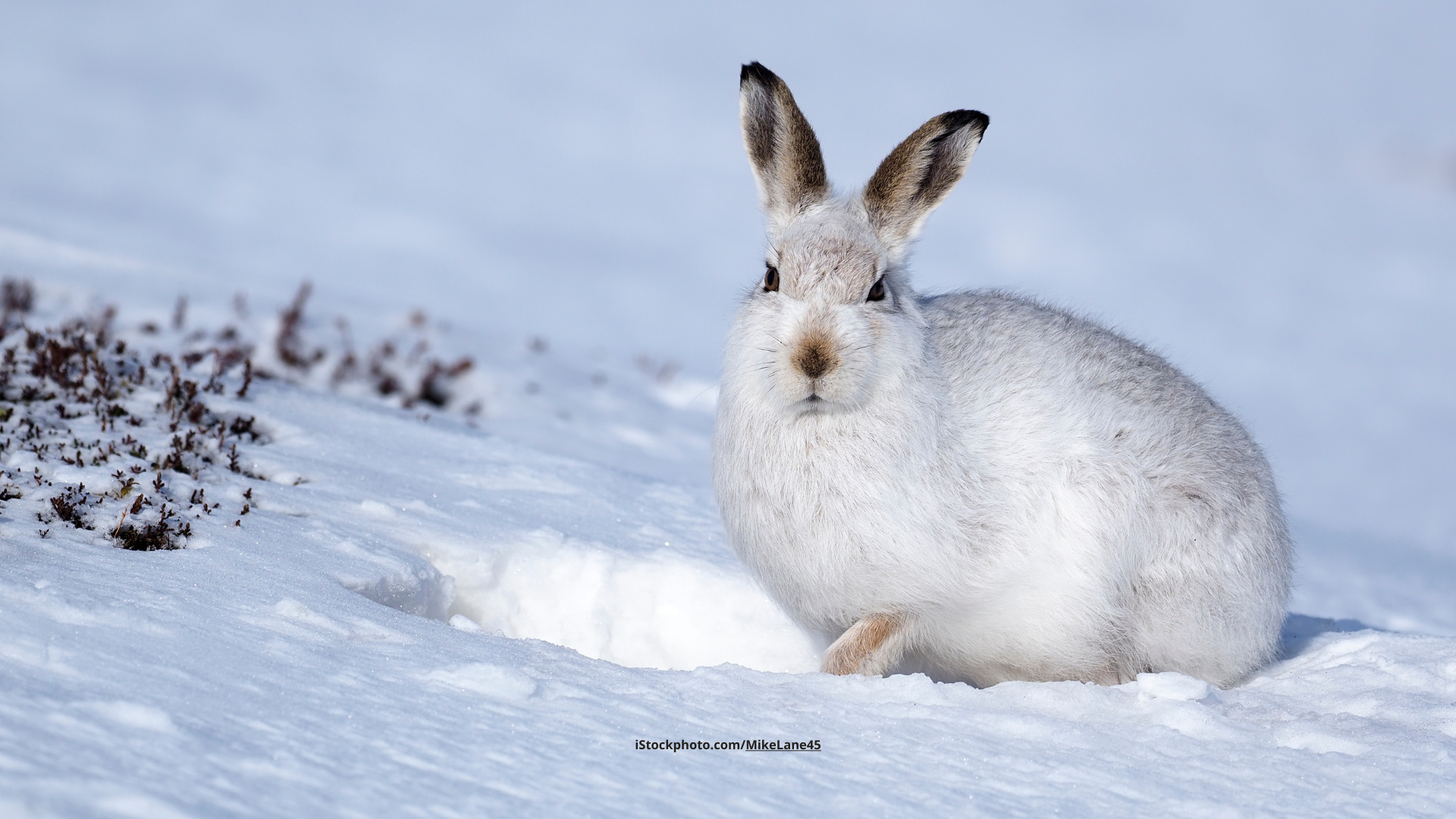 Schneehase: Meister der Tarnung