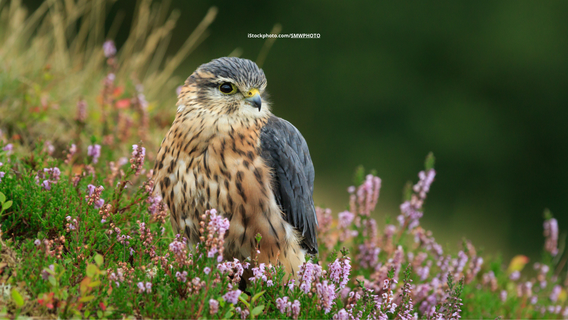 Merlin: der Zwerg unter den Falken
