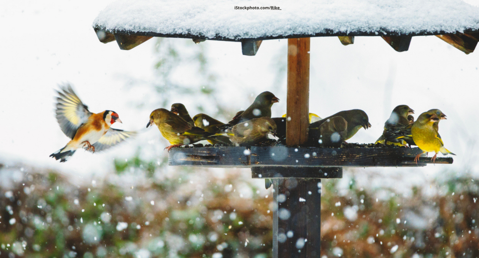Stunde der Wintervögel 2026: Warum Vogelzählaktionen so wichtig sind!