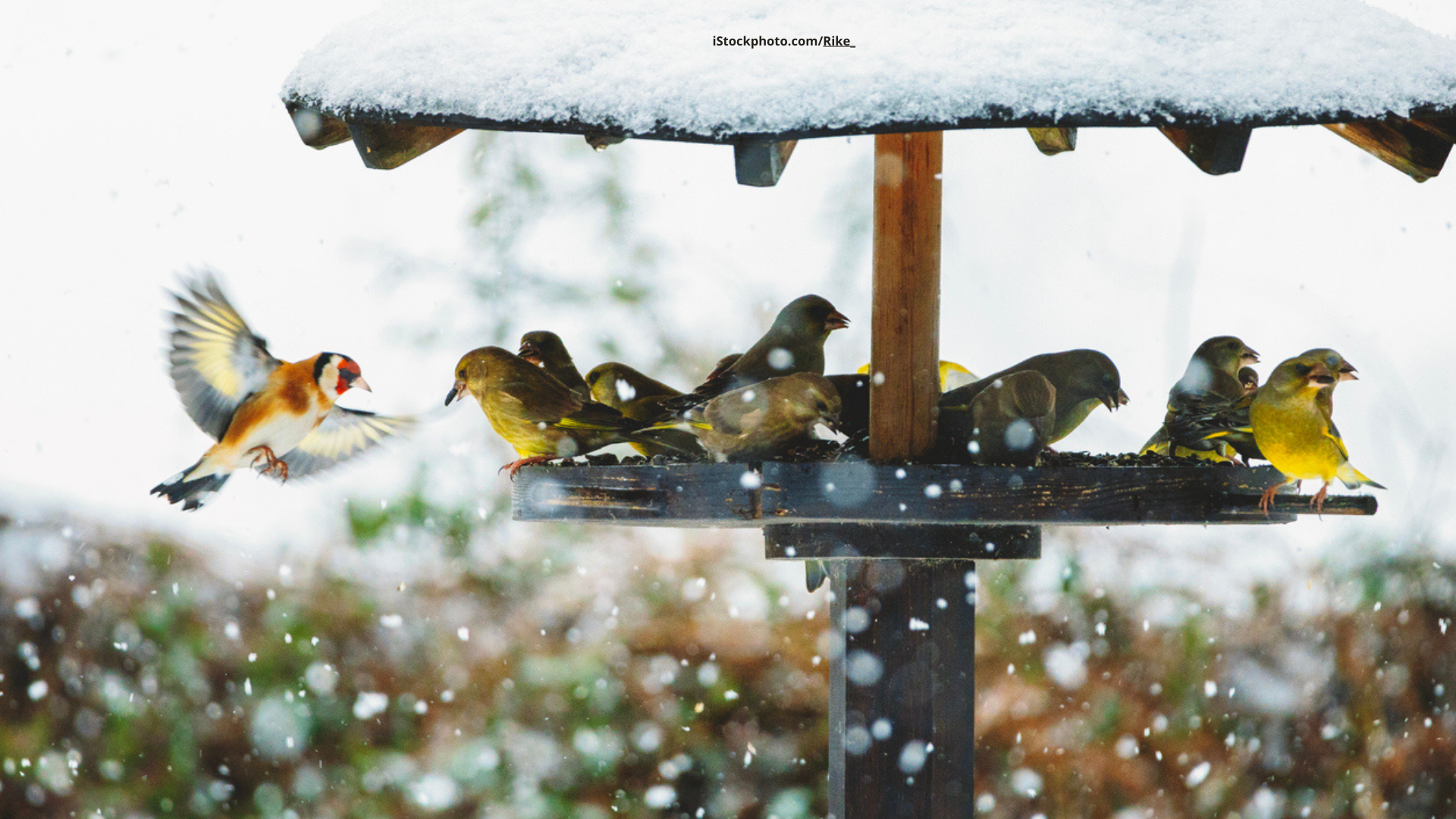 Stunde der Wintervögel 2026: Warum Vogelzählaktionen so wichtig sind!