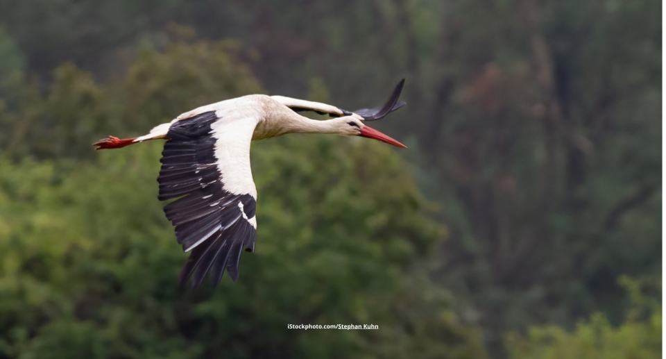 Majestätische Langbeiner: Störche