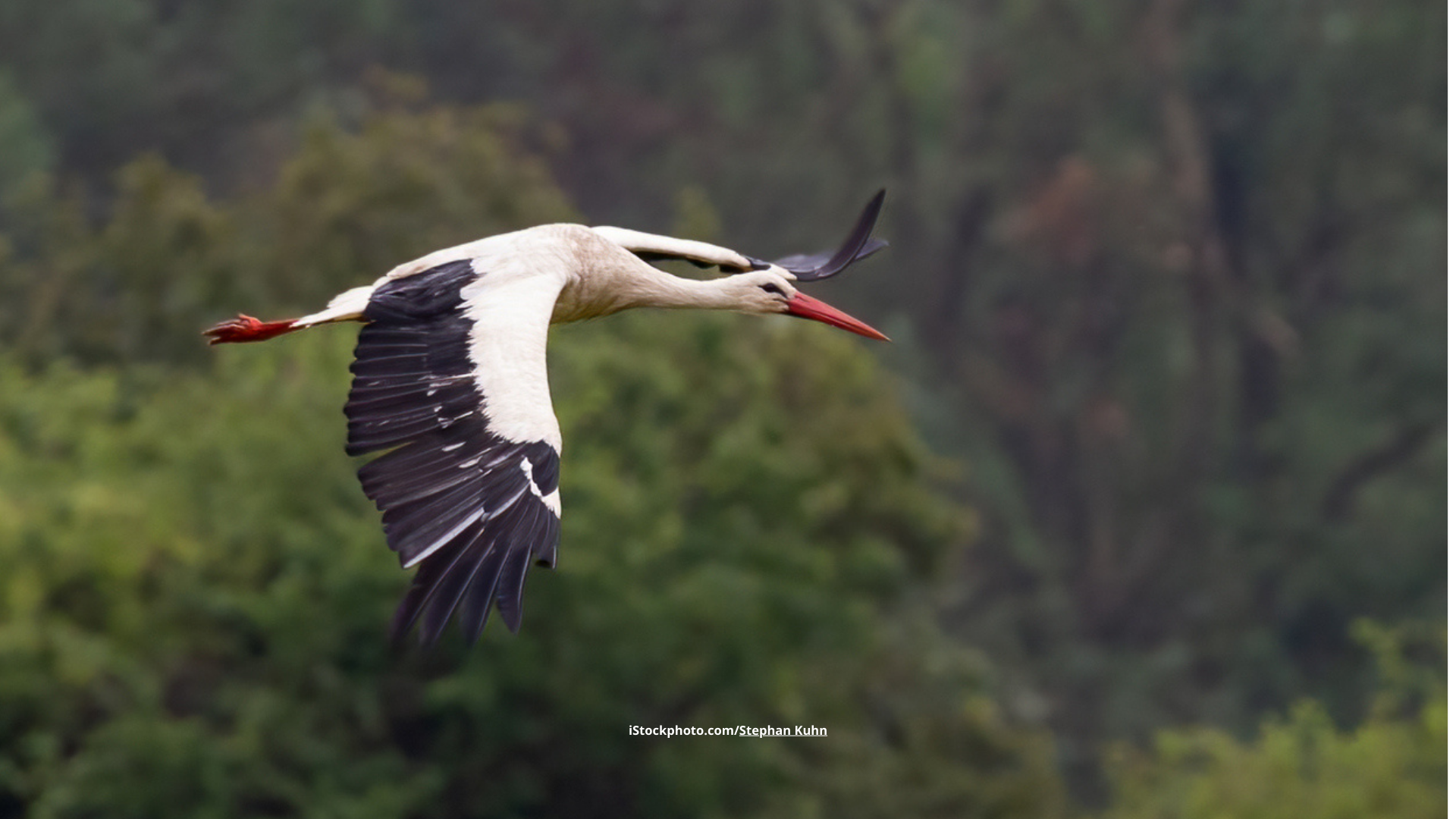 Majestätische Langbeiner: Störche