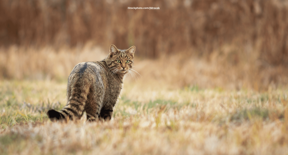 Europäische Wildkatze – Die scheue Jägerin
