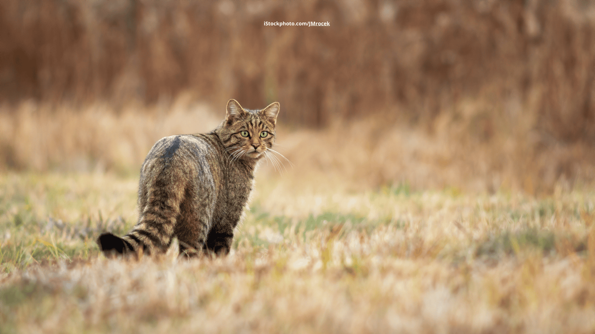 Europäische Wildkatze – Die scheue Jägerin