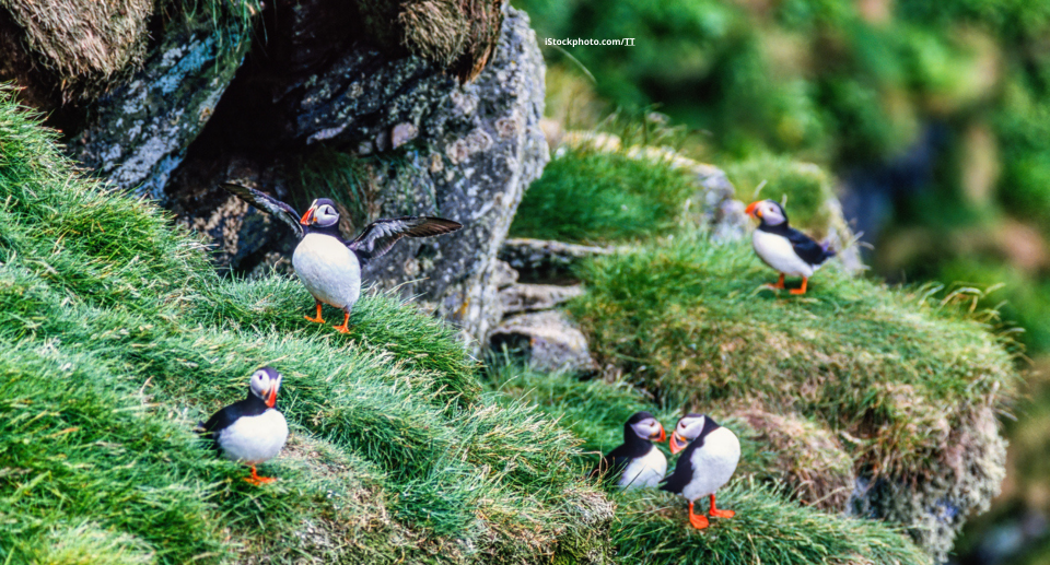 Norwegens faszinierende Vogelwelt