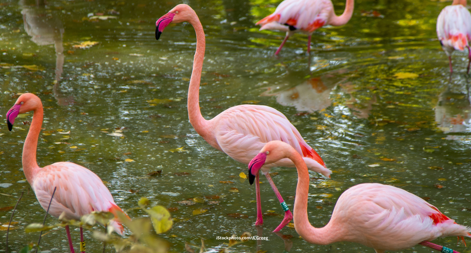 Können Vögel Freundschaft empfinden?