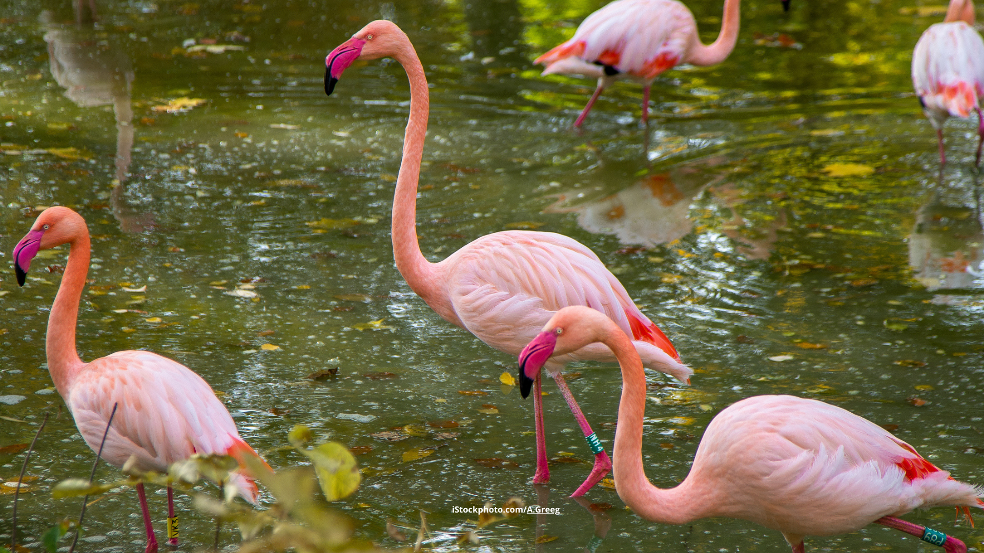 Können Vögel Freundschaft empfinden?