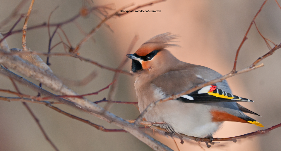 Das Foto zeigt einen Seidenschwanz auf einem Ast sitzend.