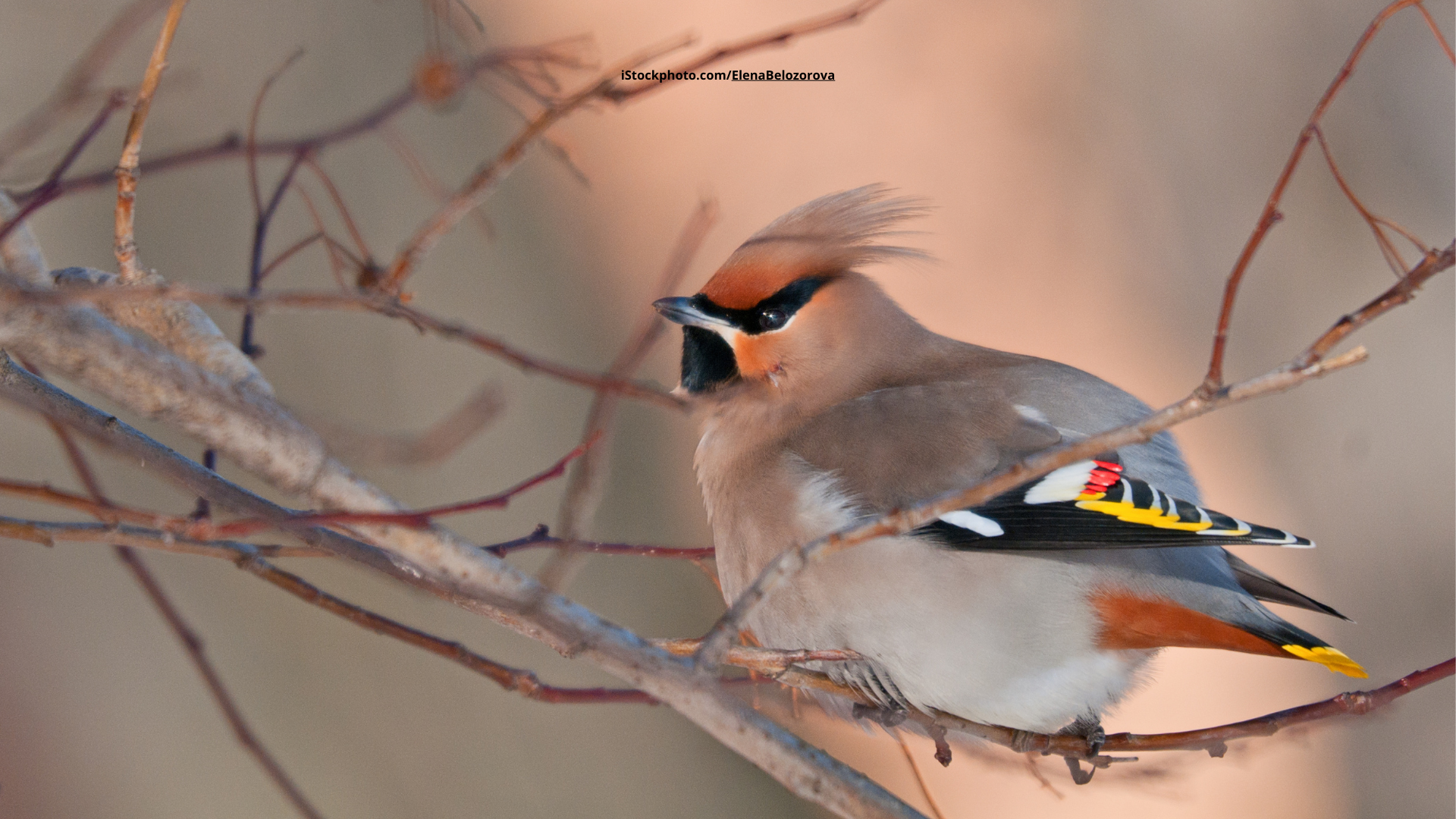 Seltene Besucher: Pestvogel in Deutschland gesichtet