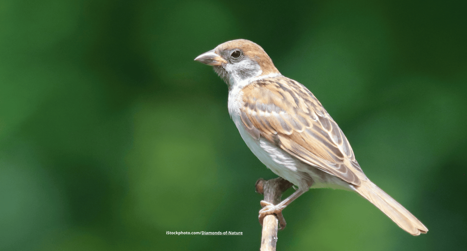 Feldsperling: Staubiges Herdentier