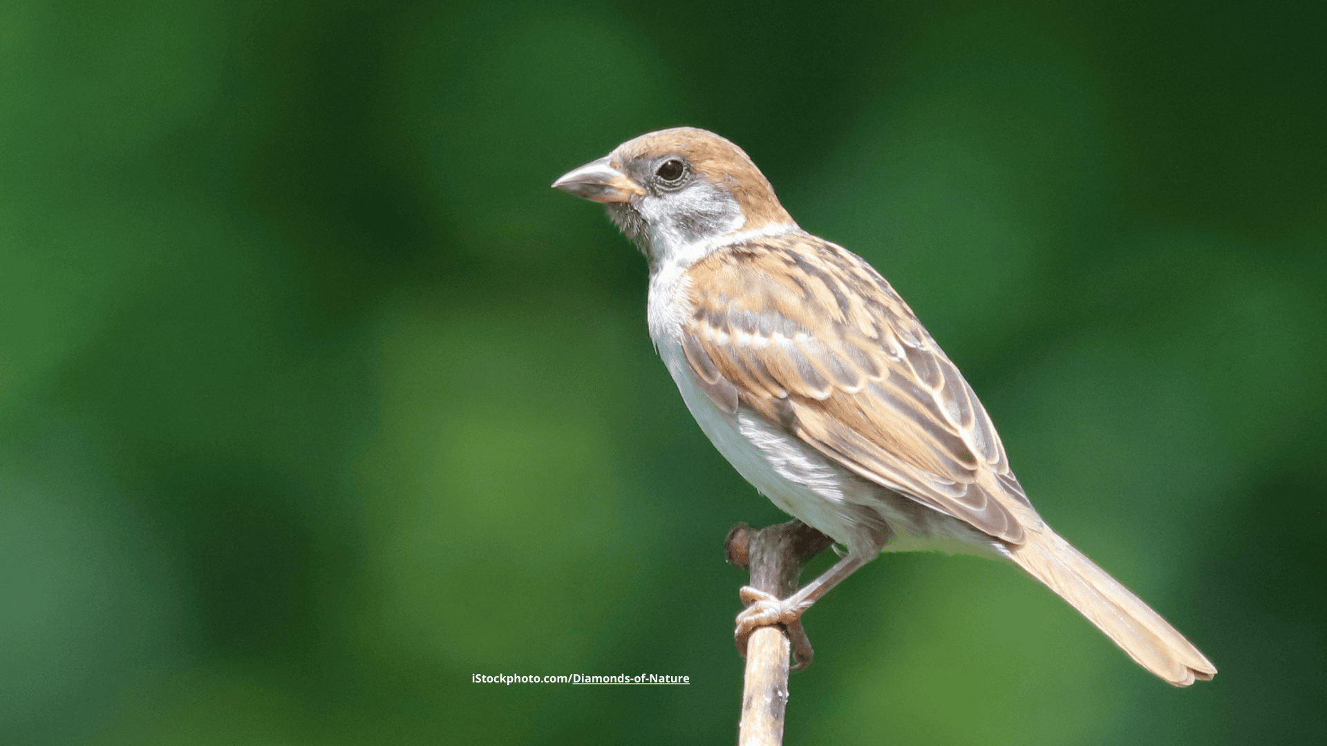 Feldsperling: Staubiges Herdentier