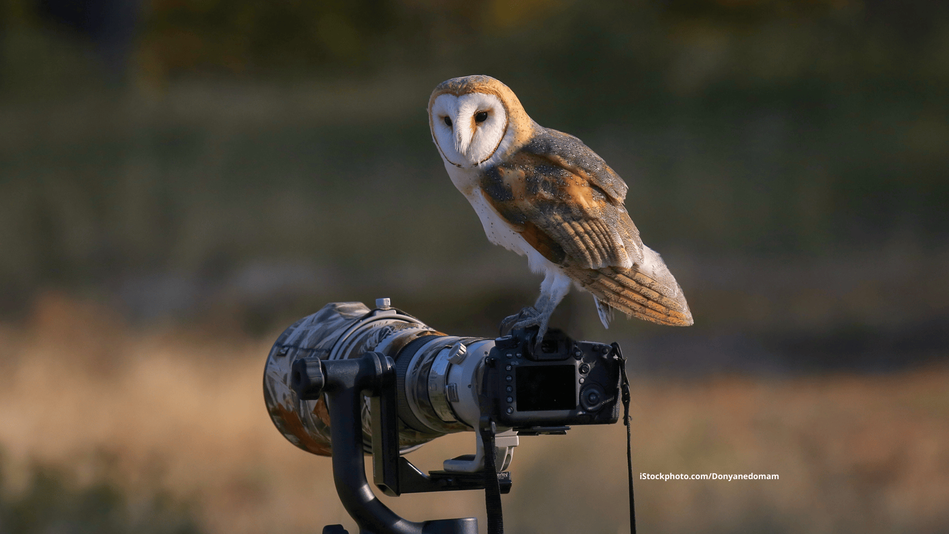 Die Gewinner des „Bird Photographer of the Year 2025“