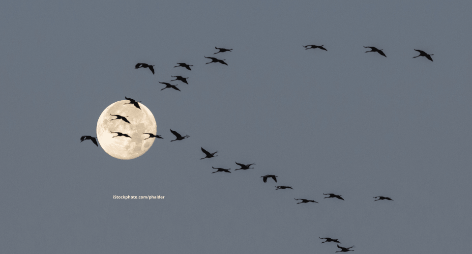 Vögel kommen früher aus ihrem Winterquartier zurück